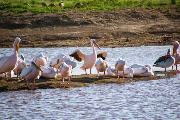 Maasai Mara to Nakuru
