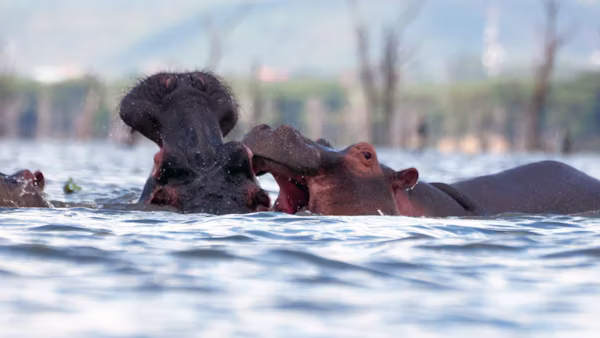 Lake Naivasha