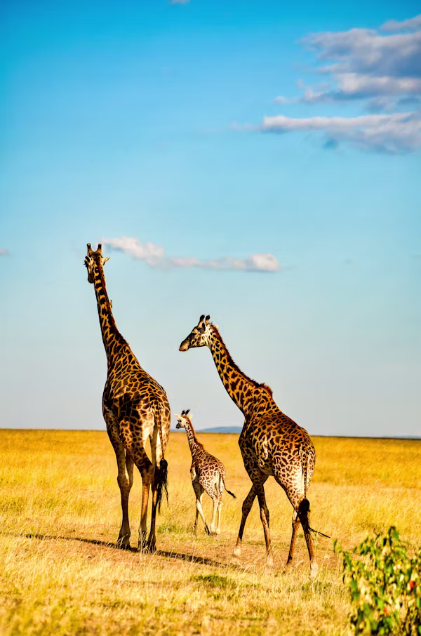 7-Day Highlights of Kenya 4x4 Safari Adventure