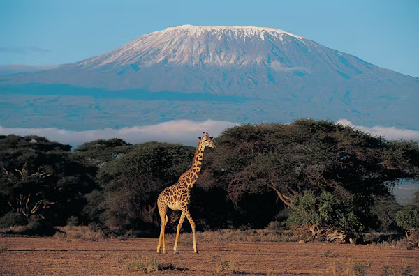 Elephants in Amboseli