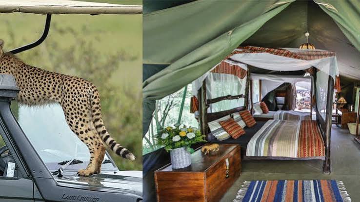 Budget Safari Camp