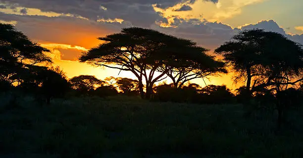 5-Day Kenya 4x4 Migration Safari Adventure