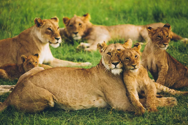 Journey to Masai Mara