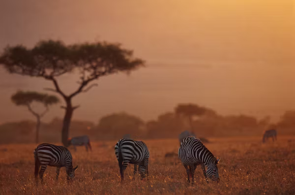 Full Day Safari