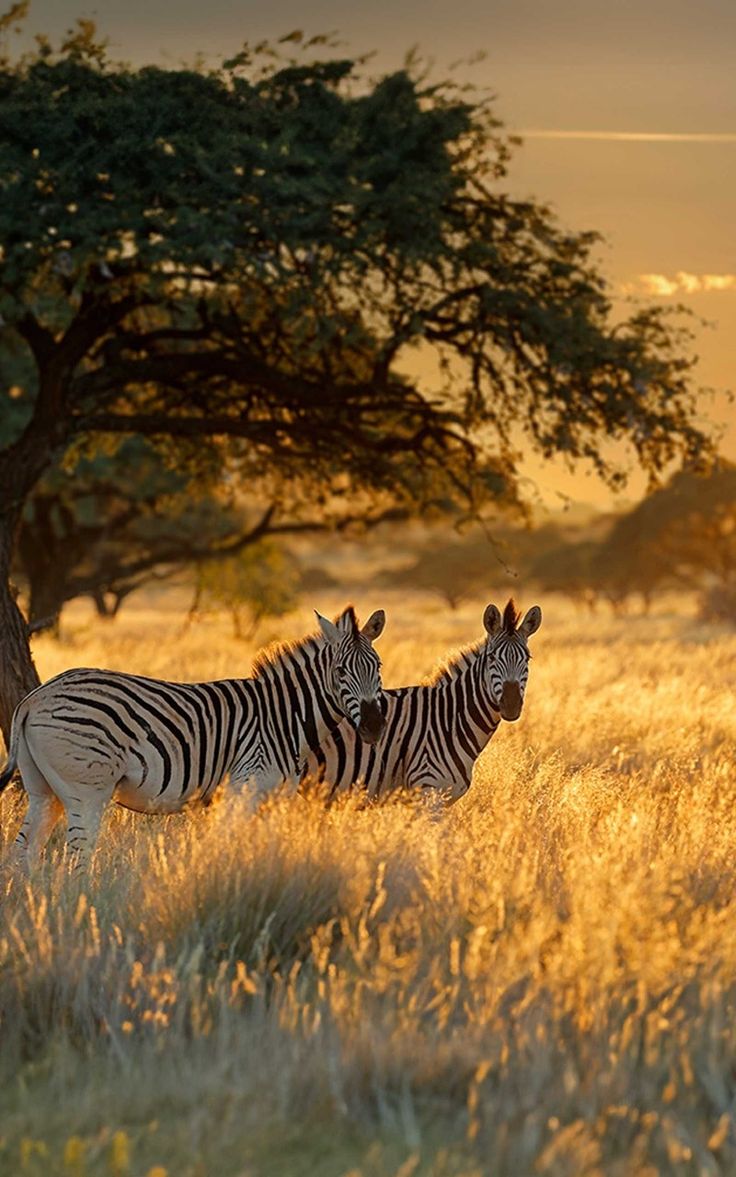 Kenya's Big 5 Adventure 6-Day 4x4 Safari Tour