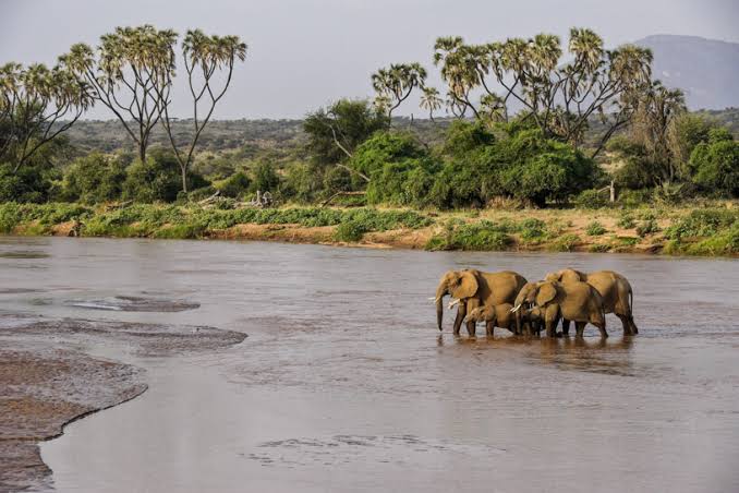 Shaba Game Reserve Safari