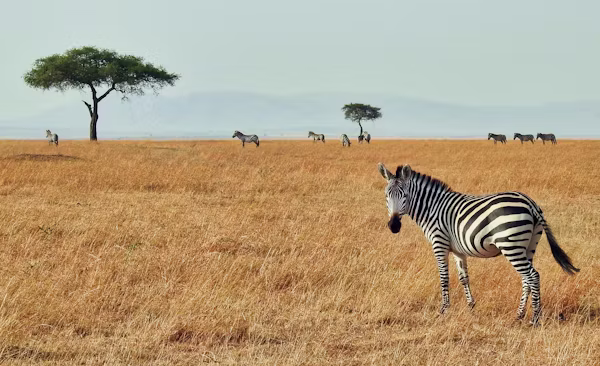 Lake Nakuru National Park